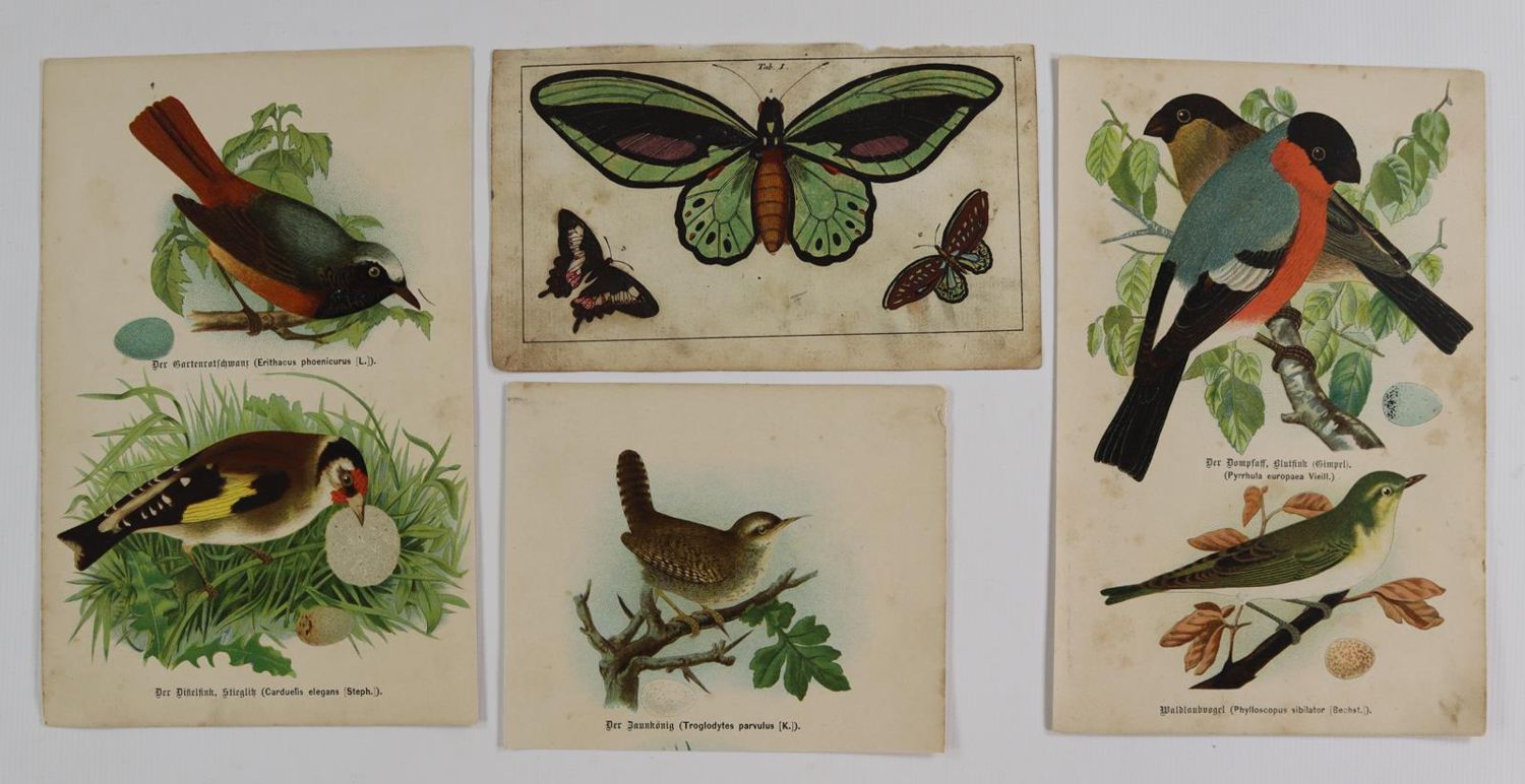 Große Abbildung Nr.5: 144-2882 Sammlung: (Varia, Zoologie)