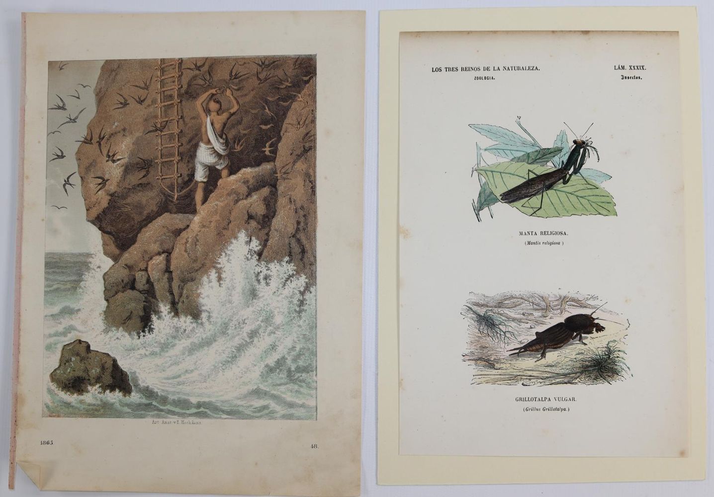 Große Abbildung Nr.6: 144-2882 Sammlung: (Varia, Zoologie)