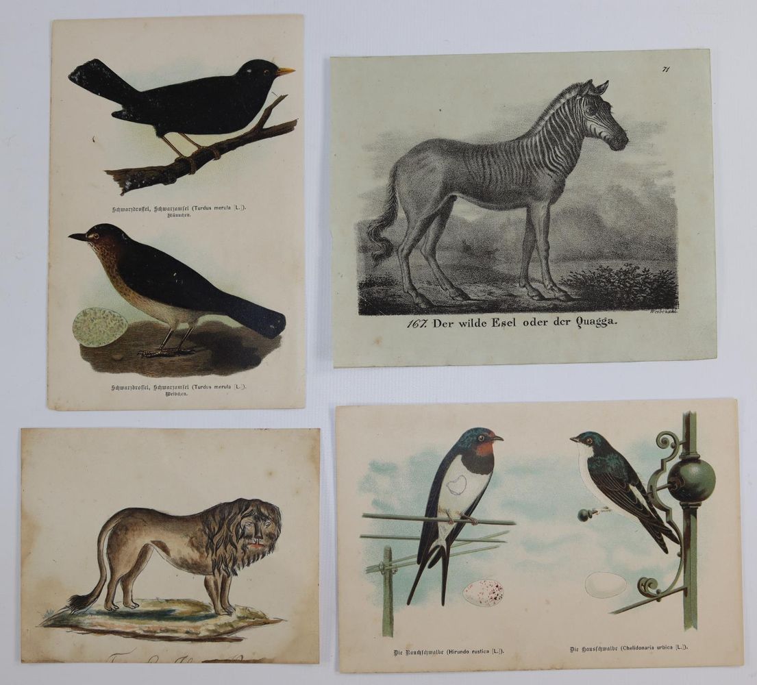 Große Abbildung Nr.8: 144-2882 Sammlung: (Varia, Zoologie)