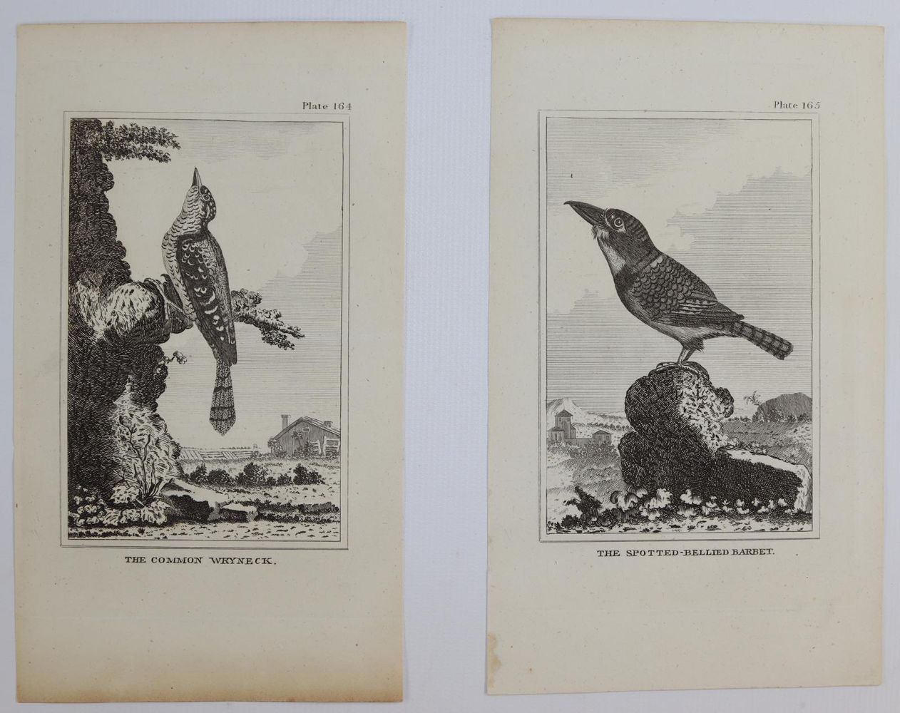 Große Abbildung Nr.9: 144-2882 Sammlung: (Varia, Zoologie)