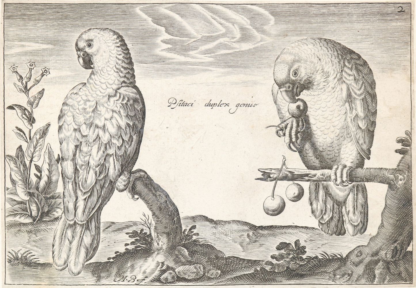 Große Abbildung Nr.1: 144-2883 Briot, Marie.: (Varia, Zoologie, Vögel)