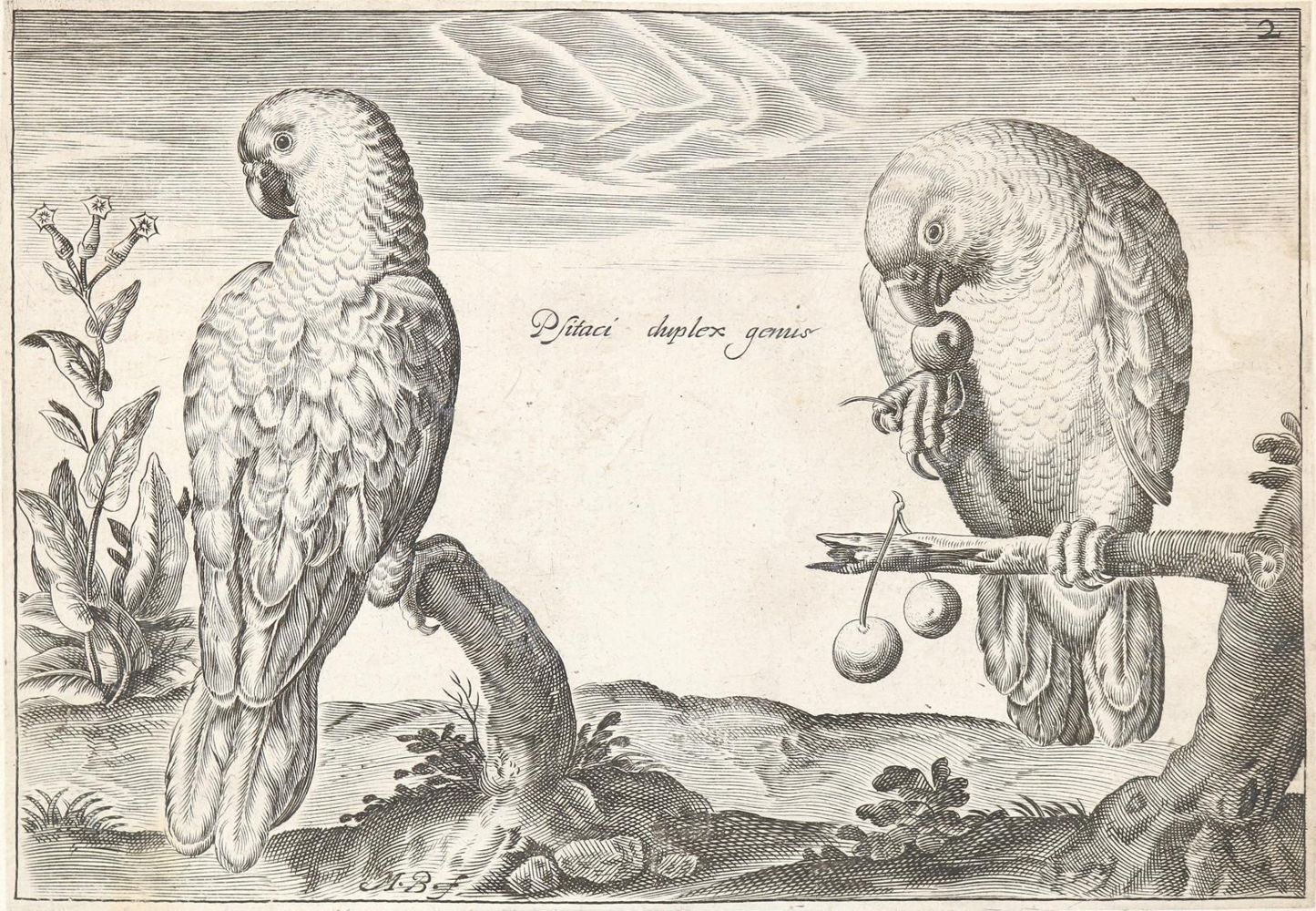 Große Abbildung Nr.6: 144-2883 Briot, Marie.: (Varia, Zoologie, Vögel)