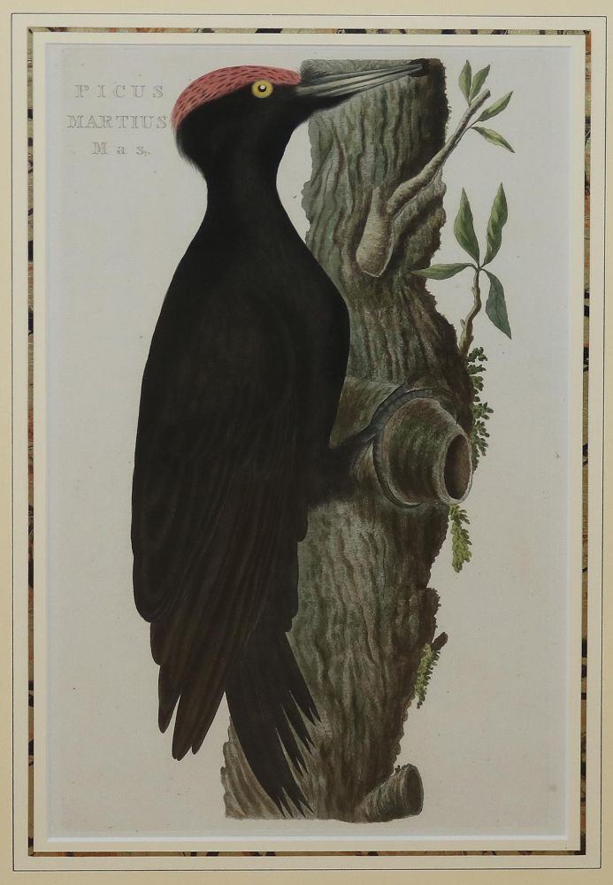 Große Abbildung Nr.1: 144-2884 Vögel.: (Varia, Zoologie, Vögel)