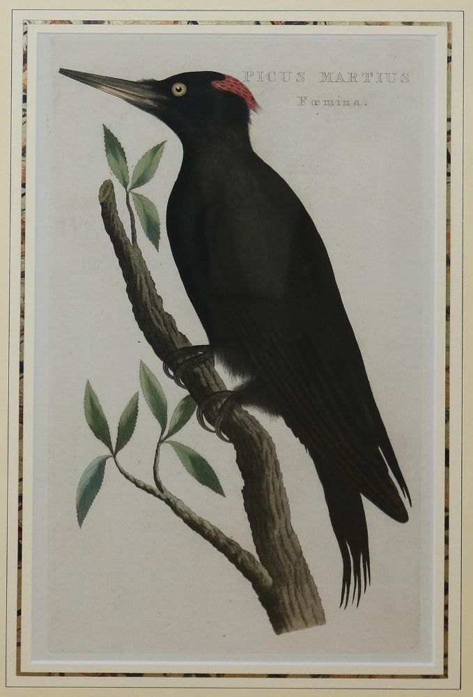 Große Abbildung Nr.2: 144-2884 Vögel.: (Varia, Zoologie, Vögel)