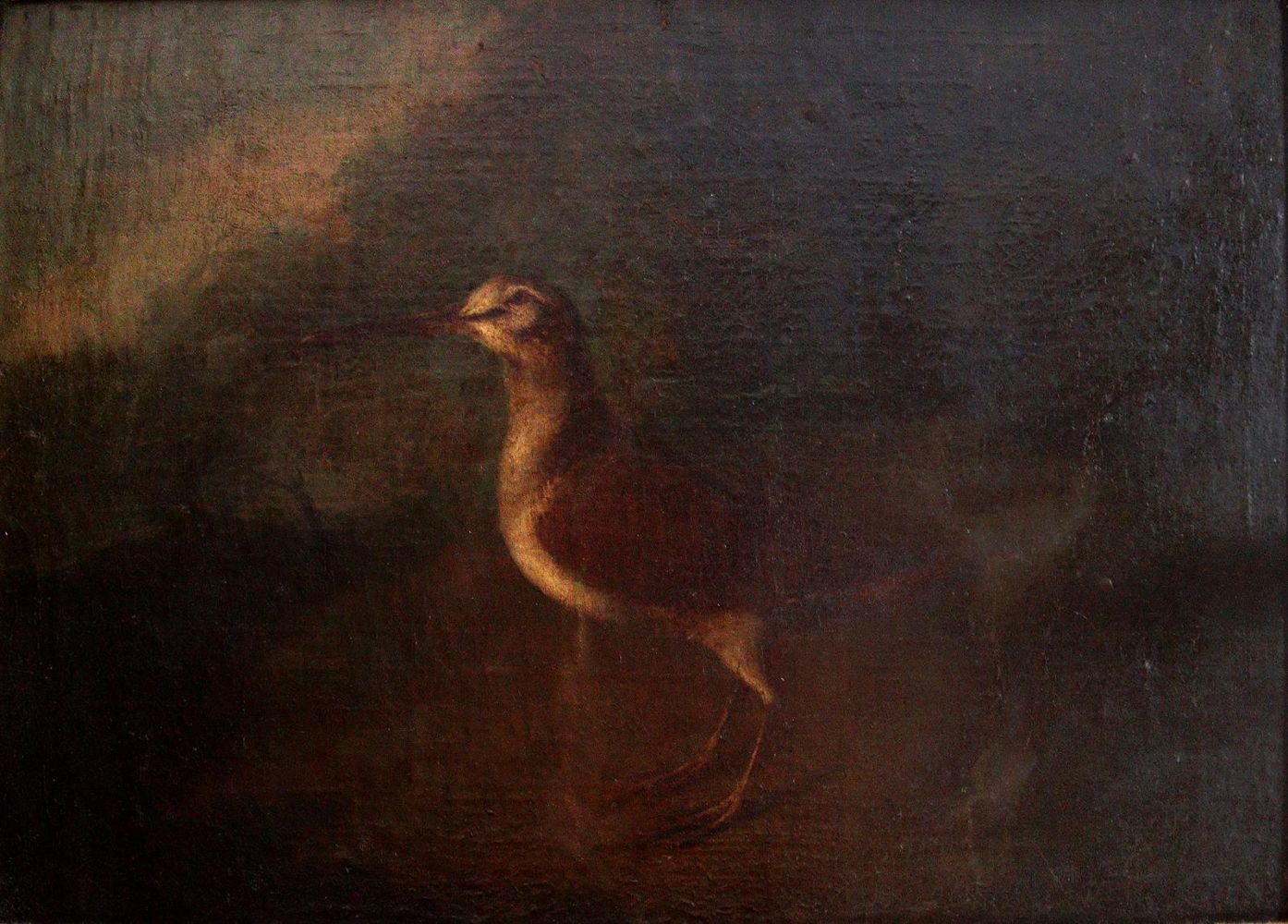 Große Abbildung Nr.1: 144-2885 Vogel: (Varia, Zoologie, Vögel)