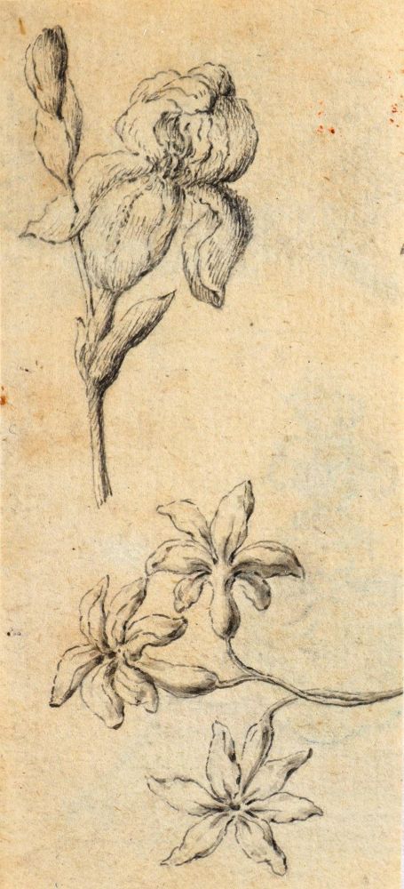 Große Abbildung Nr.2: 144-4168 Pflanzen und Tiere.: (Künstlergraphik)