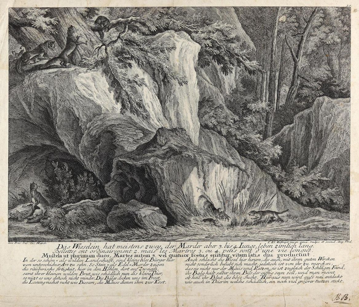 Große Abbildung Nr.2: 144-4264 Ridinger, Johann Elias: (Künstlergraphik)