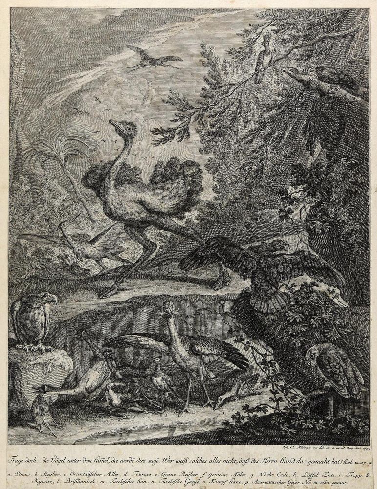Große Abbildung Nr.3: 144-4264 Ridinger, Johann Elias: (Künstlergraphik)