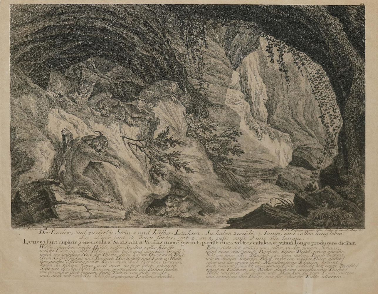 Große Abbildung Nr.4: 144-4265 Ridinger, Johann Elias: (Künstlergraphik)