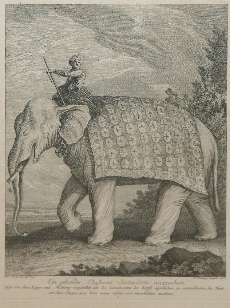 Große Abbildung Nr.6: 144-4265 Ridinger, Johann Elias: (Künstlergraphik)