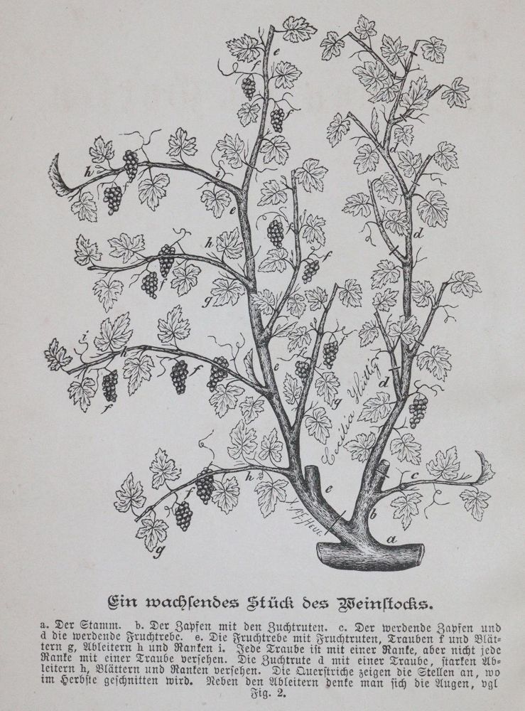 Große Abbildung Nr.2: 144-534 Hüttig,O.: (Küche und Haushalt, Getränke, Wein)