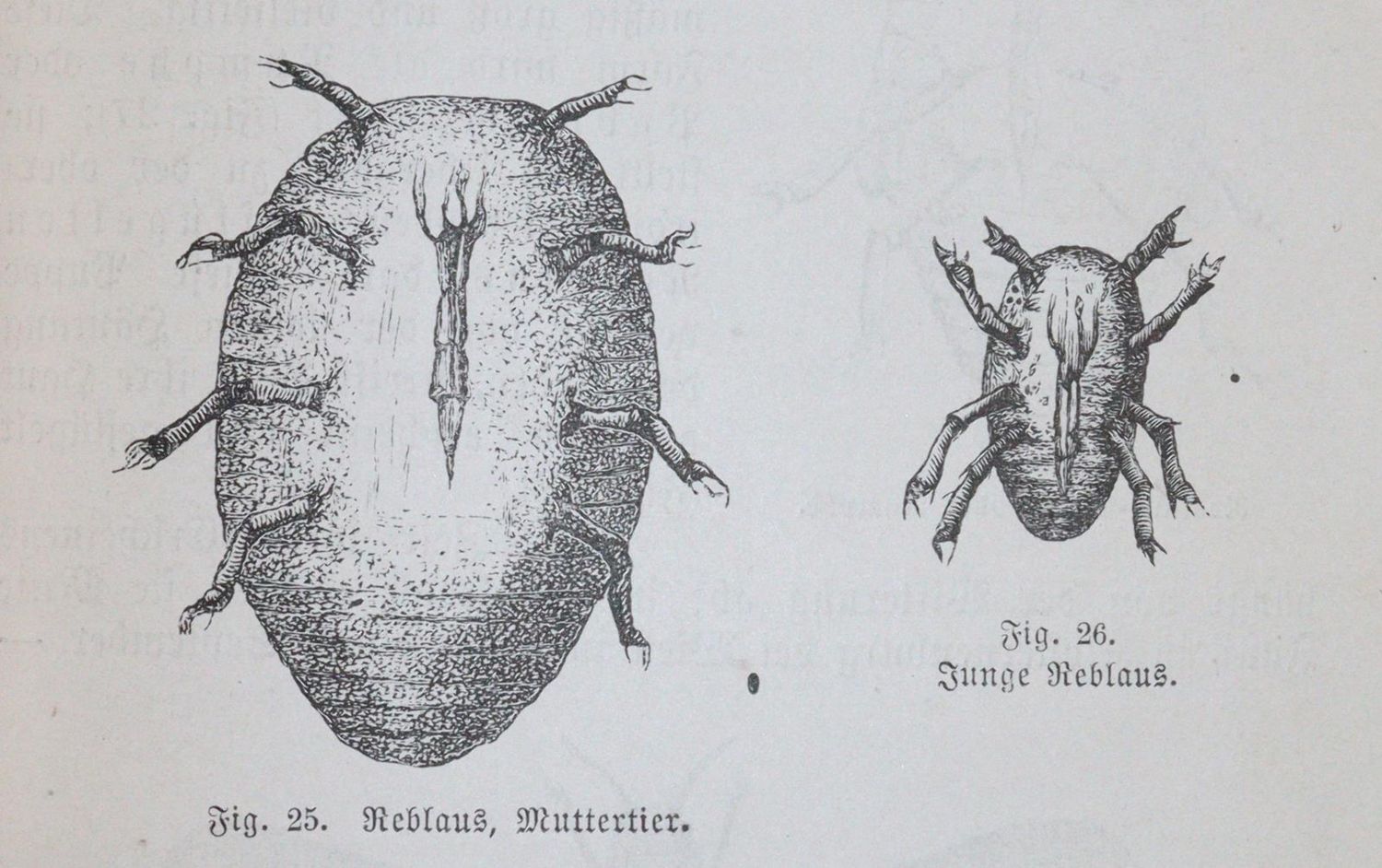 Große Abbildung Nr.4: 144-534 Hüttig,O.: (Küche und Haushalt, Getränke, Wein)