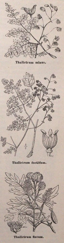 Große Abbildung Nr.3: 144-573 Sammlung: (Land- und Forstwirtschaft, Garten)