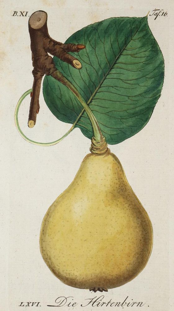 Große Abbildung Nr.1: 144-585 Sickler,J.V.: (Land- und Forstwirtschaft, Obstbau)