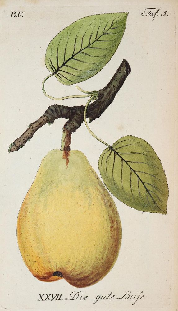 Große Abbildung Nr.1: 144-586 Sickler,J.V.: (Land- und Forstwirtschaft, Obstbau)