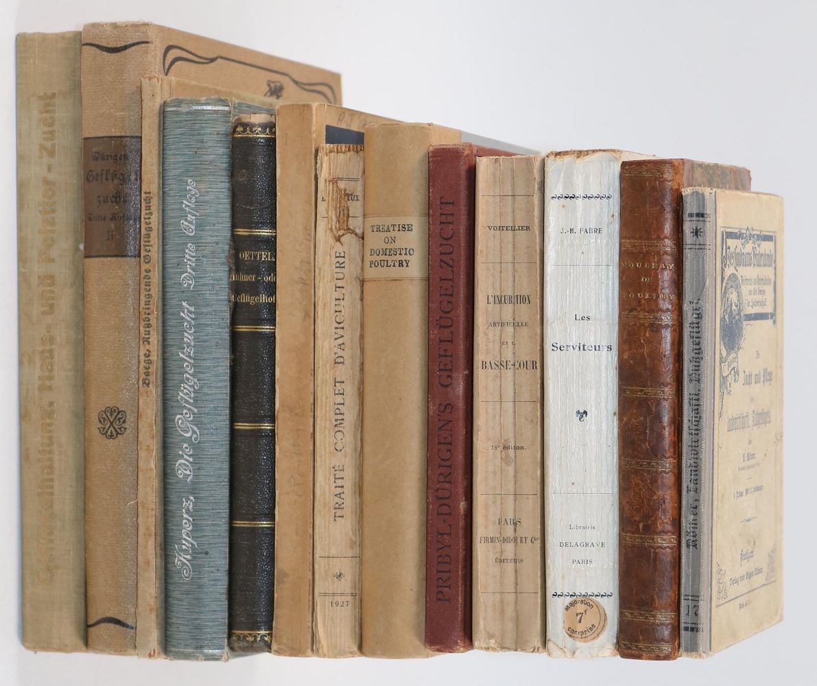 Große Abbildung Nr.2: 144-589 Sammlung: (Land- und Forstwirtschaft, Tierhaltung, Geflügel)