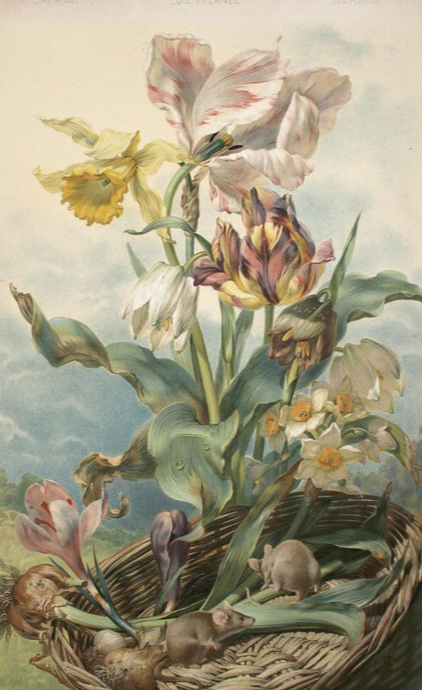 Große Abbildung Nr.3: 144-664 Seder,A. u. M.Gerlach.: (Ornamente, Jugendstil)