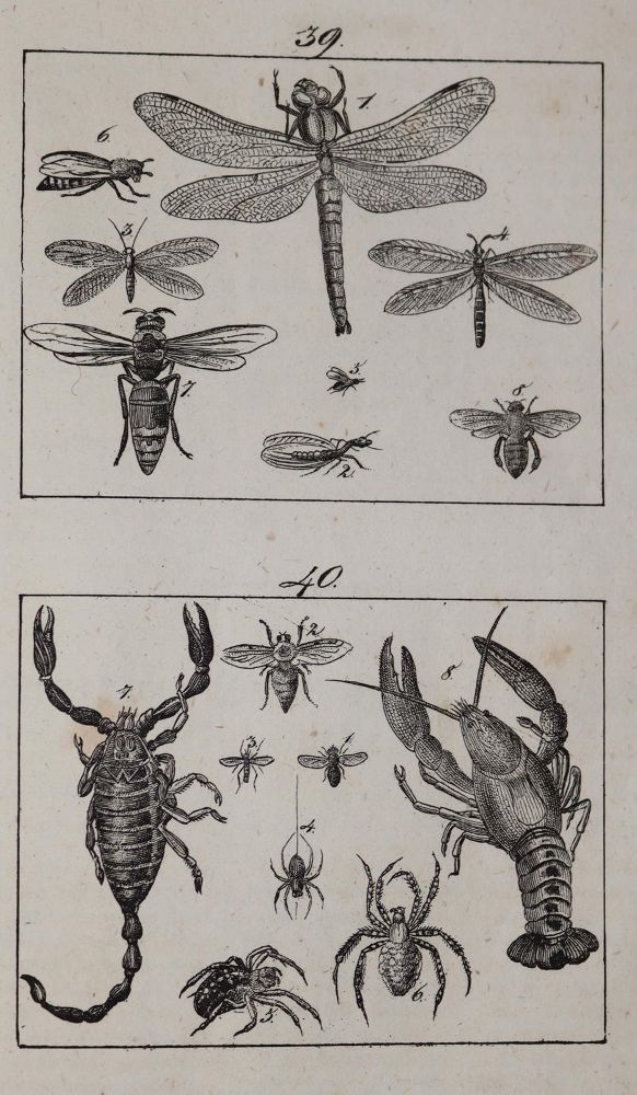 Große Abbildung Nr.2: 144-863 Gailer,J.E.: (Kinder- und Jugendbücher)