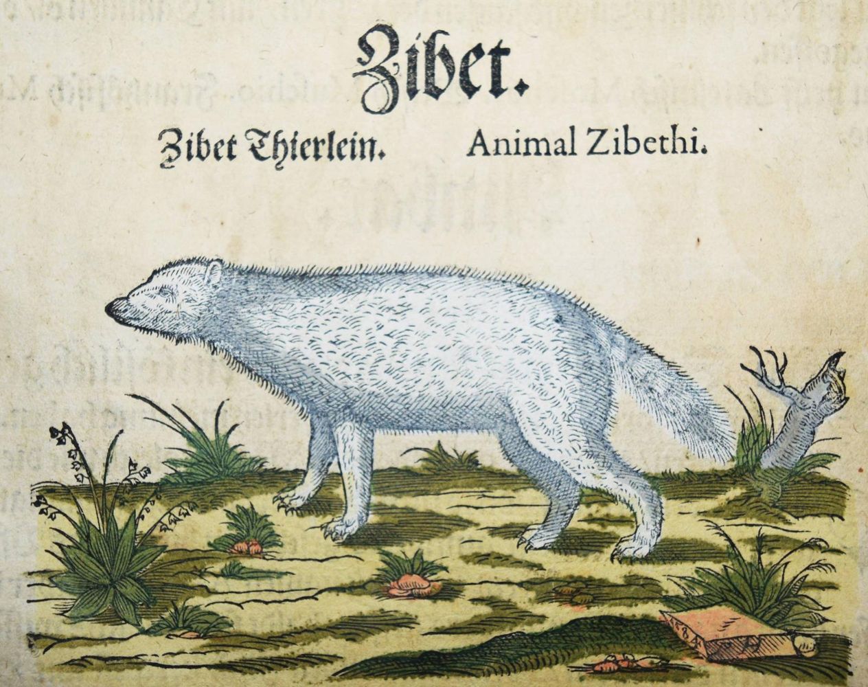 Große Abbildung Nr.1: 144-886 Beck,J.: (Meggendorfer)