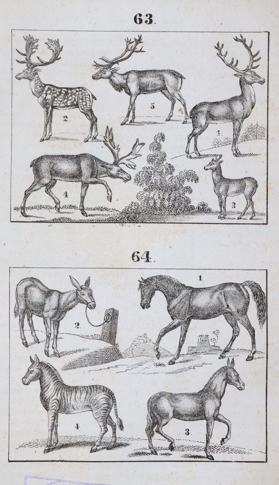 Große Abbildung Nr.4: 144-899 Gailer,J.E.: (Orbis Pictus)