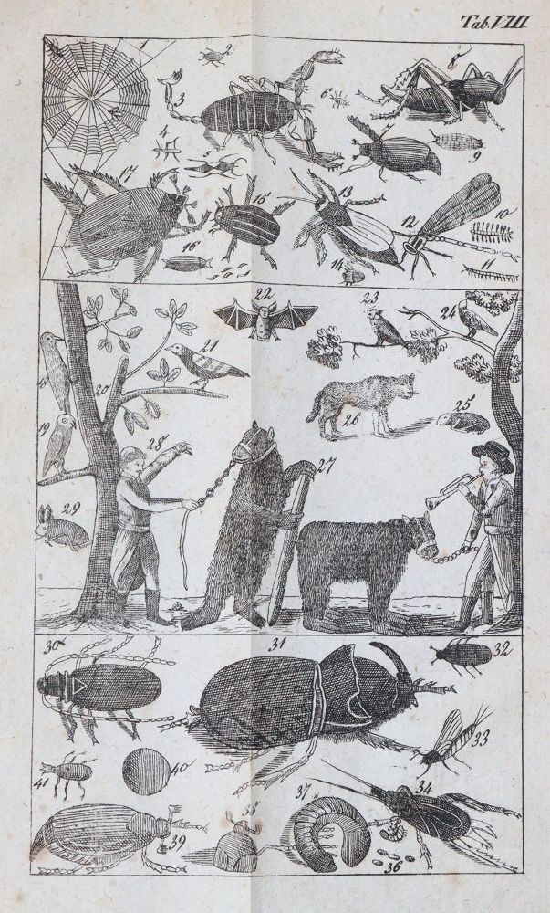 Große Abbildung Nr.5: 144-918 Raff,G.C.: (Kinder- und Jugendbücher)