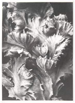 Bild Nr.3: 144-1247 Konvolut: (Photographie, Renger-Patzsch)