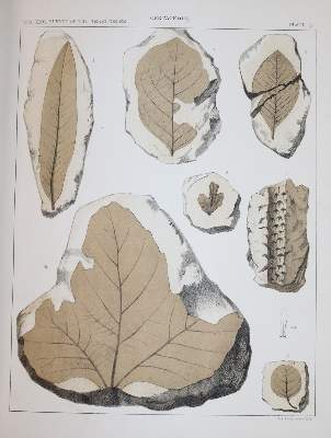 Bild Nr.2: 144-1307 Newberry,J.S.: (Botanik, Amerika)