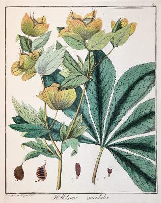 Bild Nr.2: 144-1313 Hayne,F.G.: (Botanik)