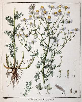Bild Nr.3: 144-1313 Hayne,F.G.: (Botanik)