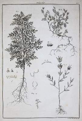 Bild Nr.2: 144-1315 Beauvais-Raseau,P.de.: (Botanik, Indigo)