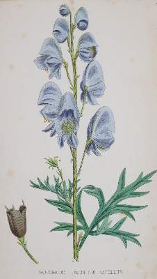 Bild Nr.1: 144-1316 Johnson,C.: (Botanik)