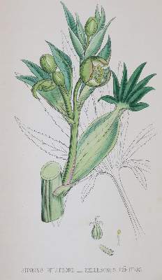Bild Nr.2: 144-1316 Johnson,C.: (Botanik)