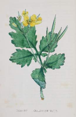 Bild Nr.3: 144-1316 Johnson,C.: (Botanik)