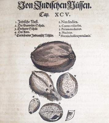 Bild Nr.10: 144-1317 Matthioli,P.A.: (Botanik, Kräuterbücher)