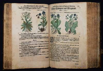 Bild Nr.16: 144-1317 Matthioli,P.A.: (Botanik, Kräuterbücher)