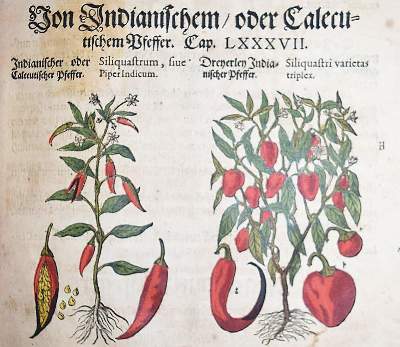 Bild Nr.19: 144-1317 Matthioli,P.A.: (Botanik, Kräuterbücher)