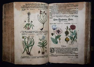 Bild Nr.27: 144-1317 Matthioli,P.A.: (Botanik, Kräuterbücher)