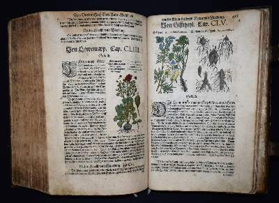 Bild Nr.33: 144-1317 Matthioli,P.A.: (Botanik, Kräuterbücher)