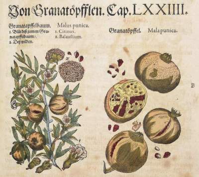 Bild Nr.7: 144-1317 Matthioli,P.A.: (Botanik, Kräuterbücher)