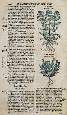 Bild Nr.112: 144-1318 Tabernaemontanus,J.T.: (Botanik, Kräuterbücher)