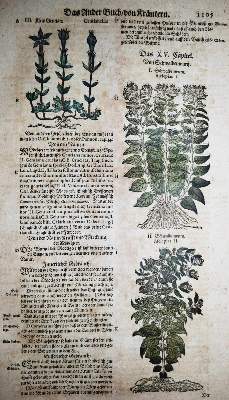 Bild Nr.113: 144-1318 Tabernaemontanus,J.T.: (Botanik, Kräuterbücher)