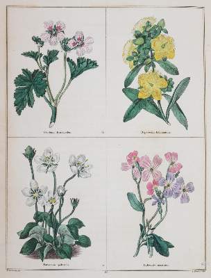 Bild Nr.1: 144-1323 Maund,B.: (Botanik)