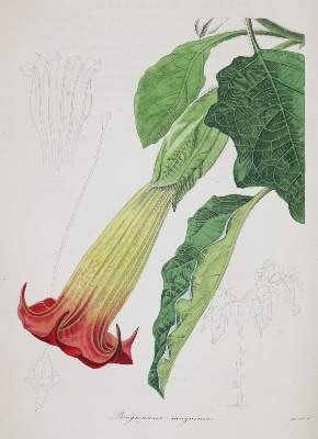 Bild Nr.4: 144-1324 Maund,B.: (Botanik)