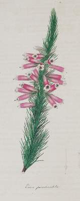 Bild Nr.7: 144-1324 Maund,B.: (Botanik)