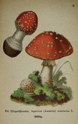 Bild Nr.1: 144-1325 Sammlung: (Botanik, Pilze)