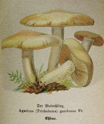 Bild Nr.2: 144-1325 Sammlung: (Botanik, Pilze)