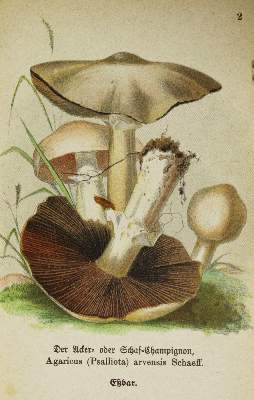 Bild Nr.5: 144-1325 Sammlung: (Botanik, Pilze)