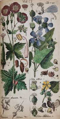 Bild Nr.5: 144-1327 Schkuhr,C.: (Botanik)