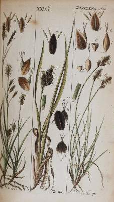 Bild Nr.6: 144-1327 Schkuhr,C.: (Botanik)