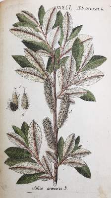 Bild Nr.7: 144-1327 Schkuhr,C.: (Botanik)